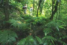 Tabacon Resort - Standard Room