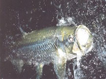 Tarpon